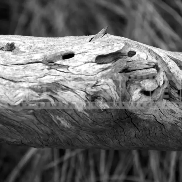 Abstract texture of a piece of driftwood