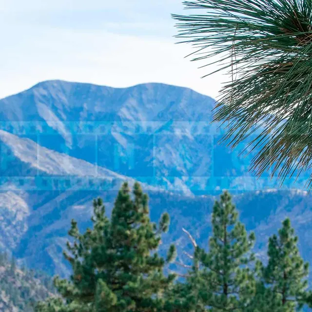 Mountain ridges and pine trees in Angeles National forest