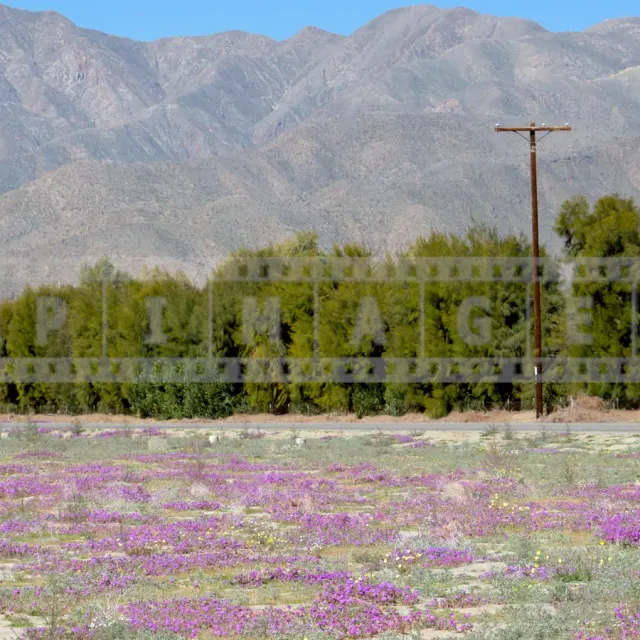 group of people on bicycles riding flat roads amid lush bloom of spring wildflowers
