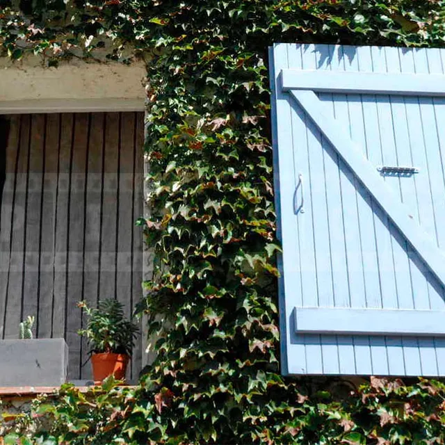French style windows with blue shutters and green vine