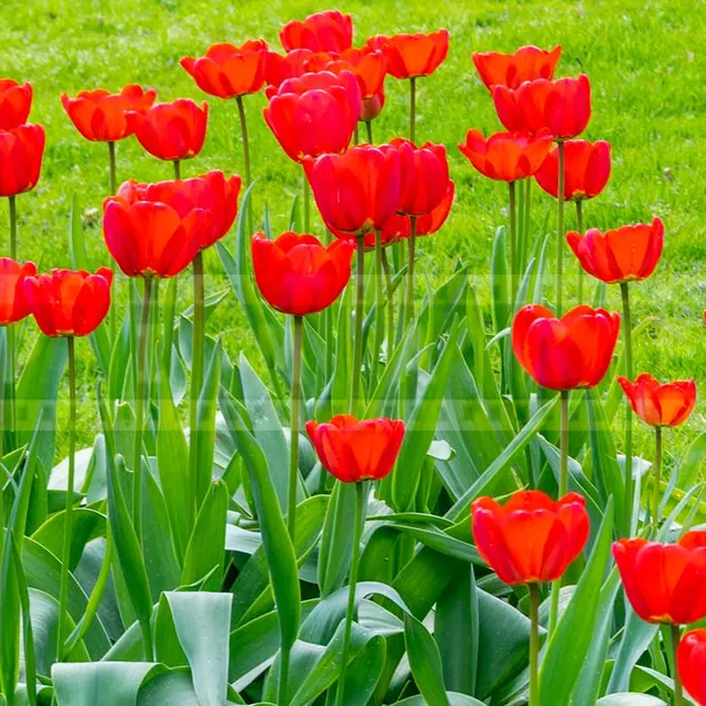 red tulips in full blossom at botanical garden