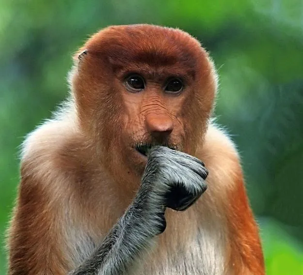 images of animals, surprised portraits