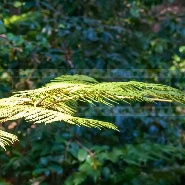 delicate ferns at Descanso gardens