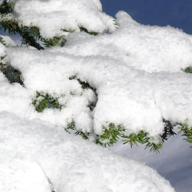 Evergreen tree with fresh snow in Canada