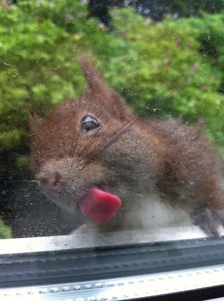 pictures of animals, pink tongue