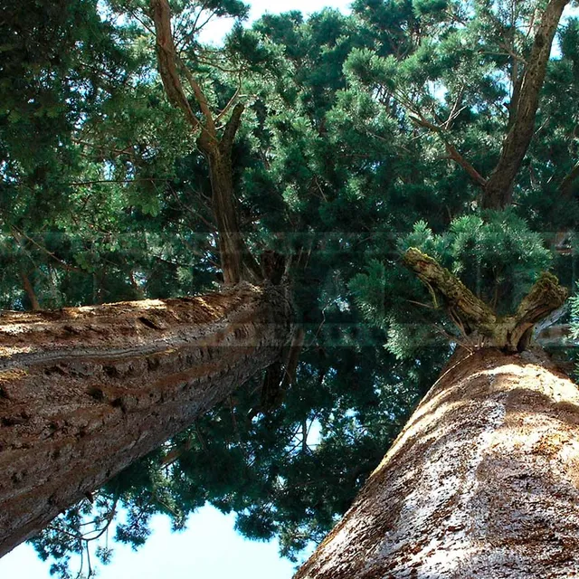 tall sequoias reaching for the skies