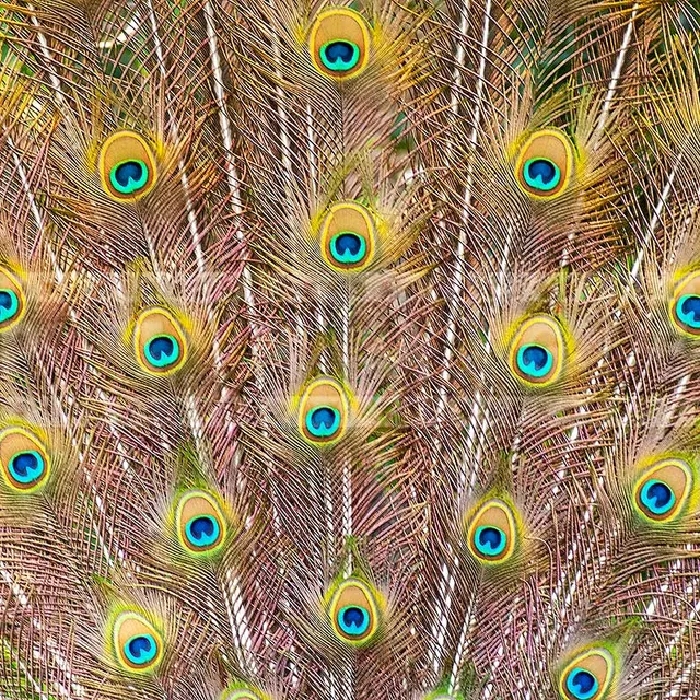 peacock tail at los angeles arboretum