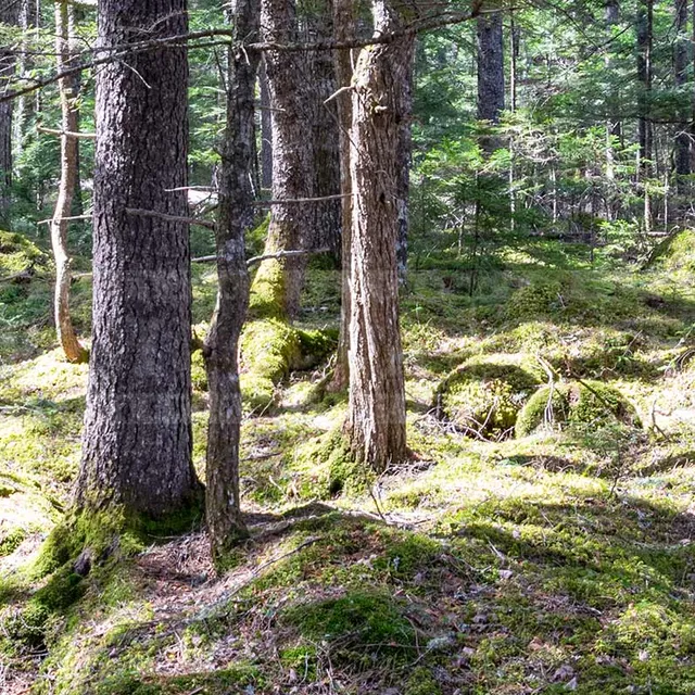 forest hike in Nova Scotia, beautiful wild nature