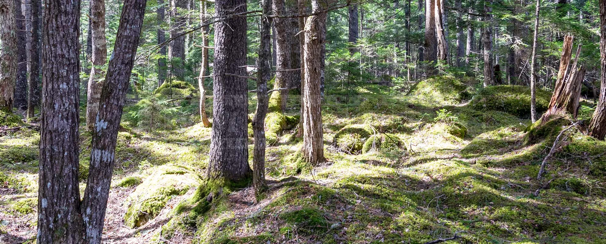 forest hike in Nova Scotia, beautiful wild nature