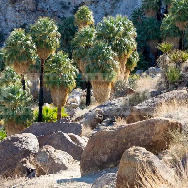 Green palm trees at 49 palms oasis in california