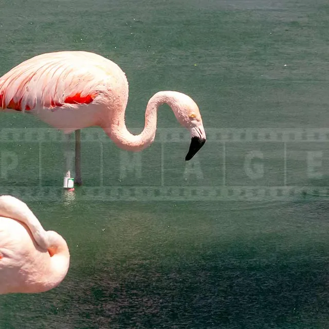 three pink flamingos