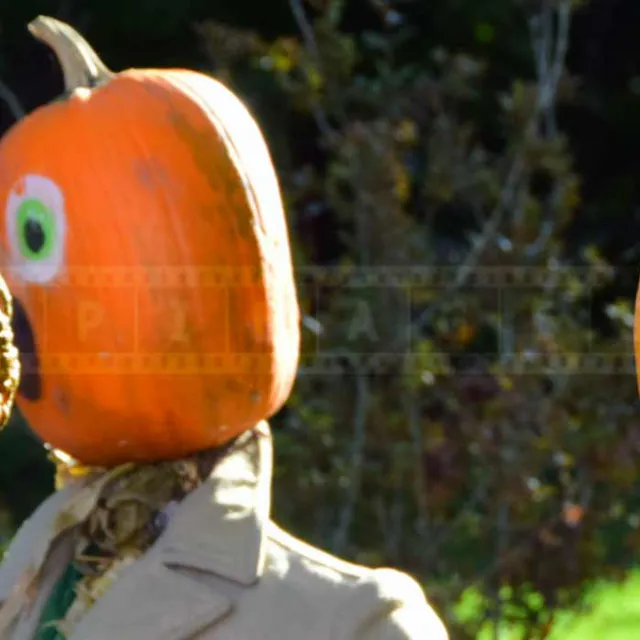 Pumpkin people made with straw on a lawn in Kentville