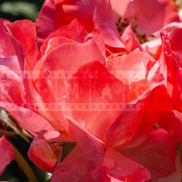 Close up image of pink floribunda roses bunch with water droplets