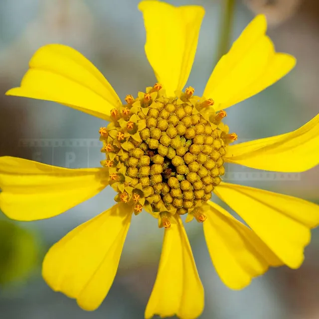 Macro Image of Brittlebush Flower Encelia Farinosa
