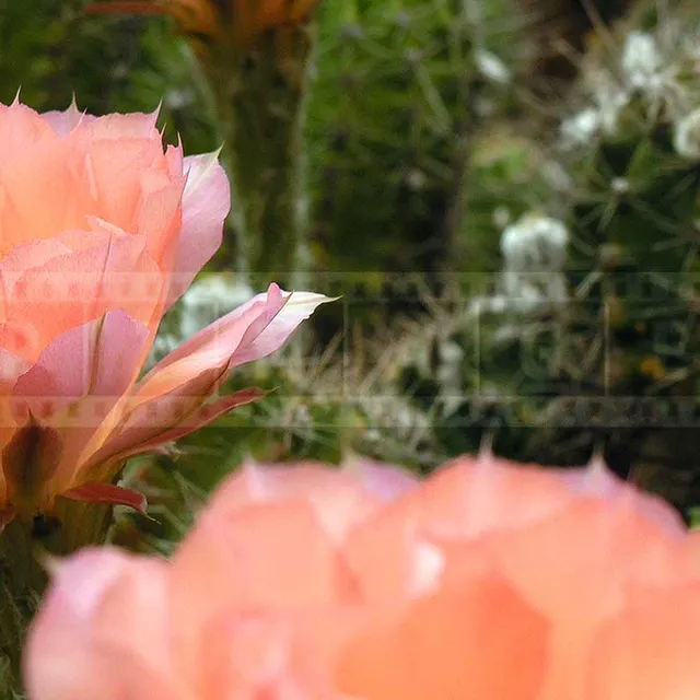 soft pink flower, succulent cactus plant