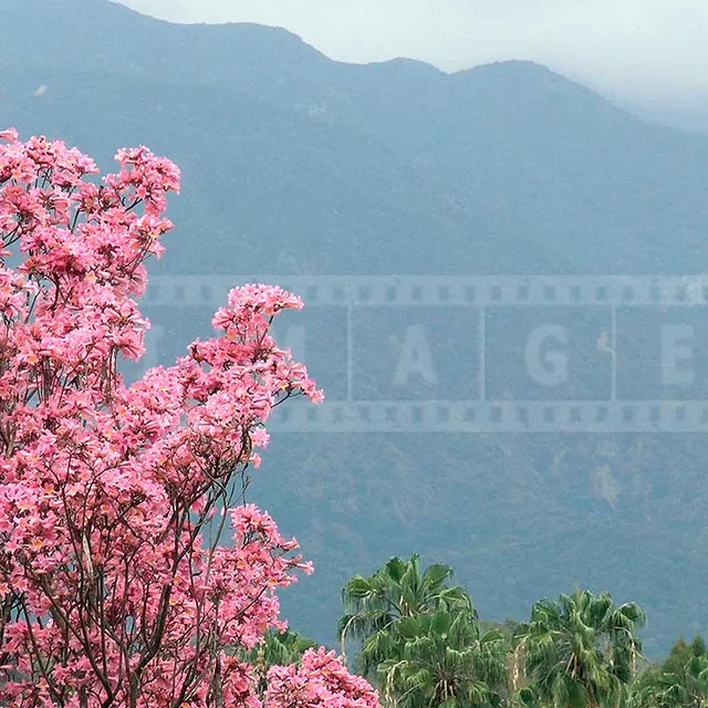 beautiful pink flowers of trumpet tree