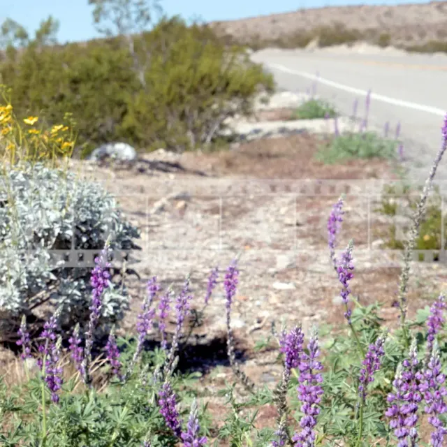 Colorful wildflowers by the road in Anza-Borrego State Park, California